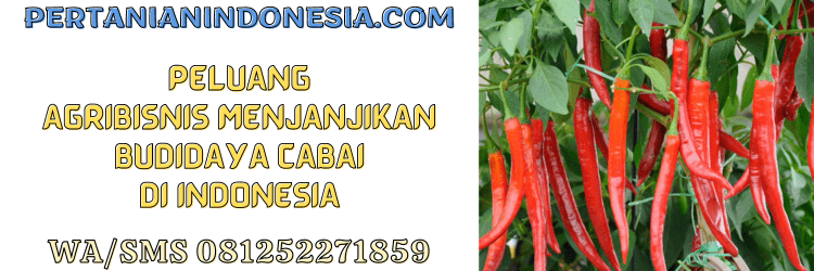peluang,agrobisnis,menjanjikan,budidaya,budidaya cabe,cabe,pertanian indonesia